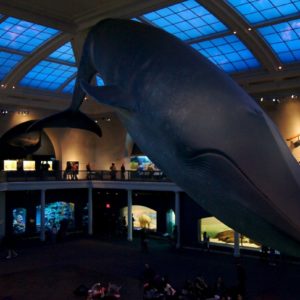 Ocean Life - American Museum of Natural History