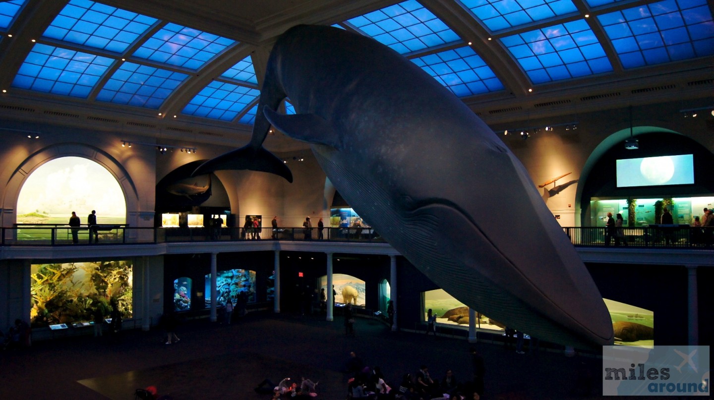 Ocean Life - American Museum of Natural History