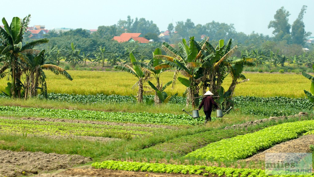 Reisfelder in Vietnam