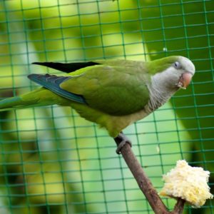 KL Vogelpark