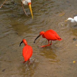 KL Vogelpark