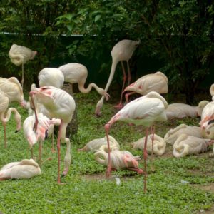 Flamingos