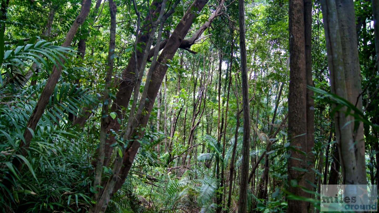 Im Dschungel von Manukan