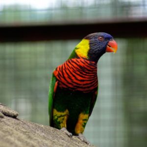 KL Vogelpark