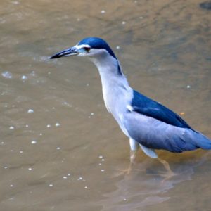 Kuala Lumpur Vogelpark