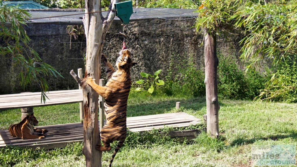 Malaysischen Tiger bei der Fütterung