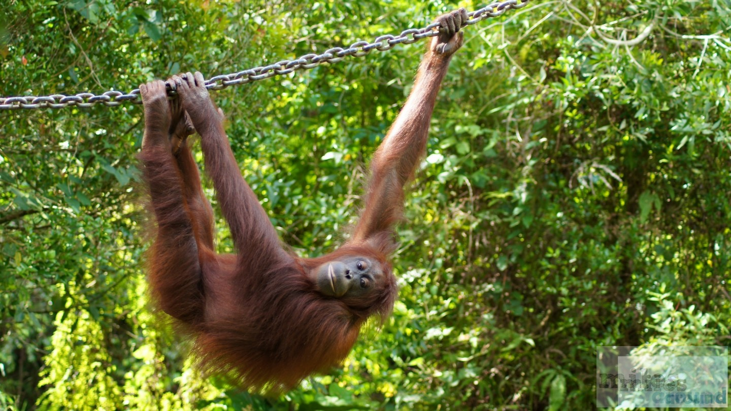 Read more about the article Lok Kawi Wildlife Park