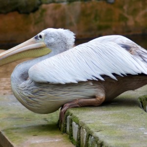 Pelikan