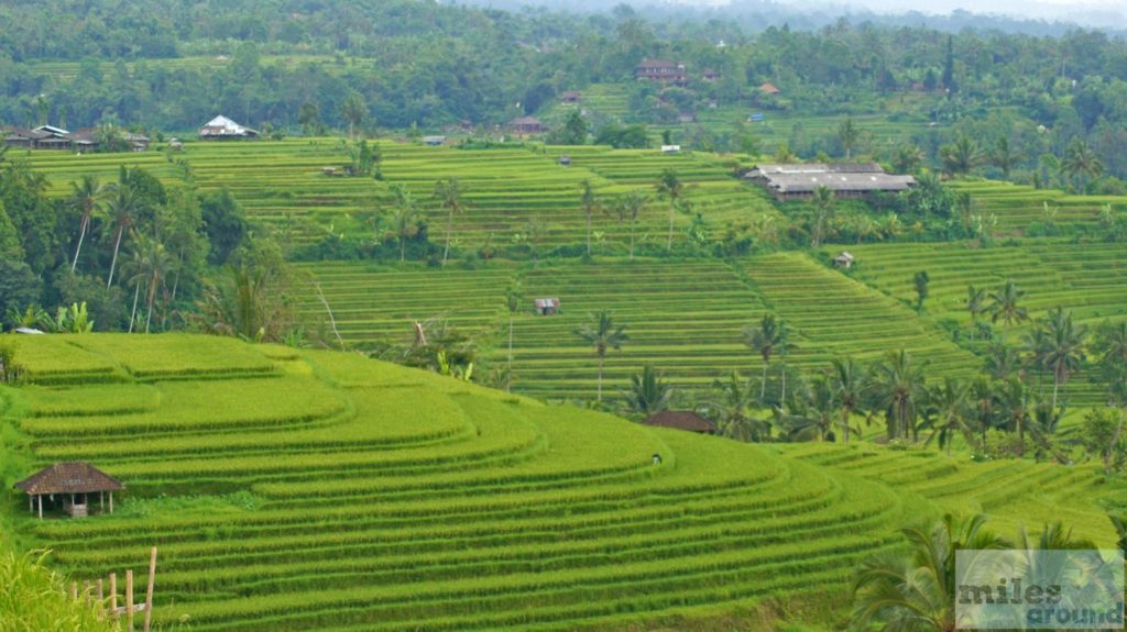 Reisfelder um die Stadt Jatiluwih