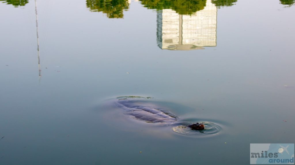 Schildkröte im Hoan Kiem See