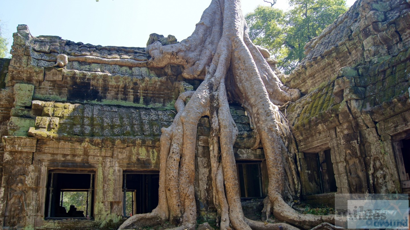 Ta Prohm - Tomb Raider Kulisse