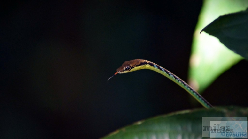 Unbekannte Schlangenart im Dschungel von Mulu