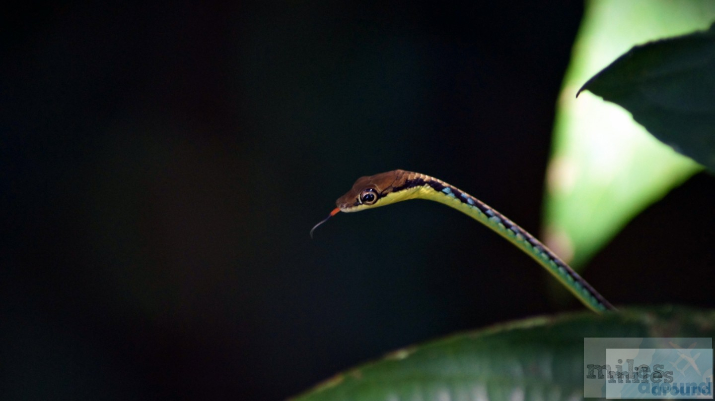 Read more about the article Mulu Canopy Skywalk