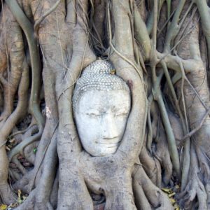 Buddha Kopf im Baum