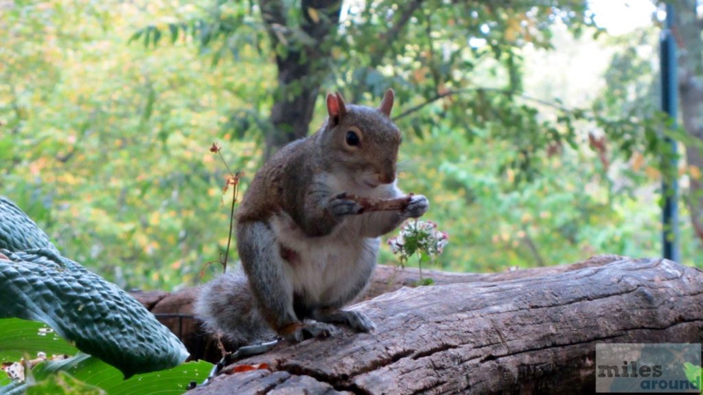 Eichhörnchen im Central Park