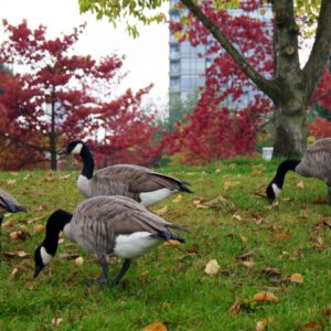 Kurz vor dem Stanley Park