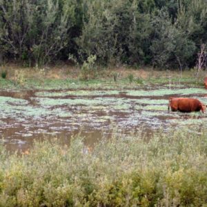Im Wasser grasende Kühe