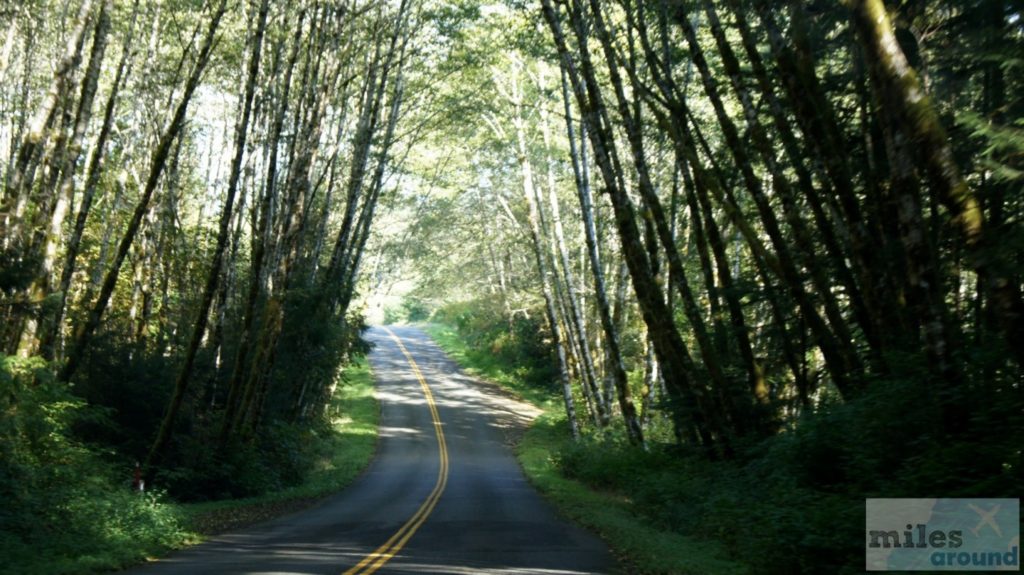 Weg in den Hoh Rain Forest