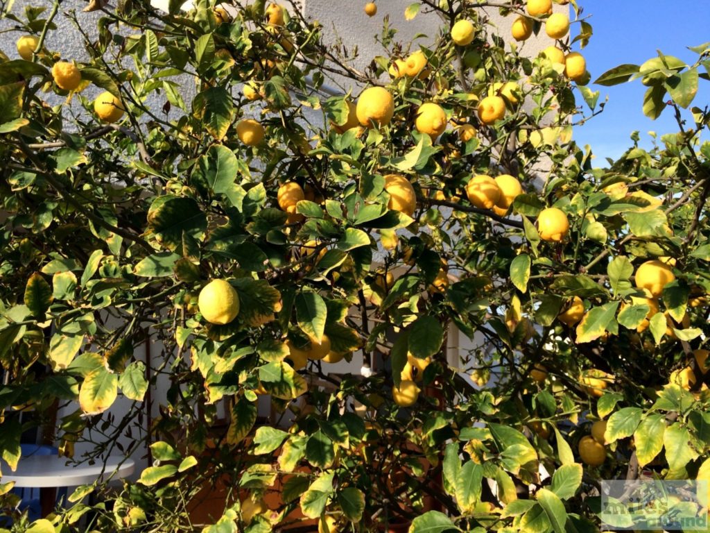Zitronenbaum auf Zypern