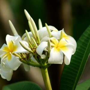 Frangipani - Gardens by the Bay