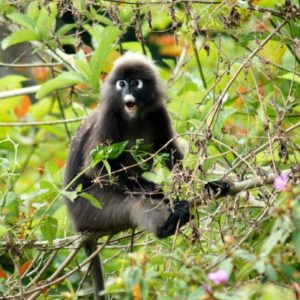 Brillenlangur