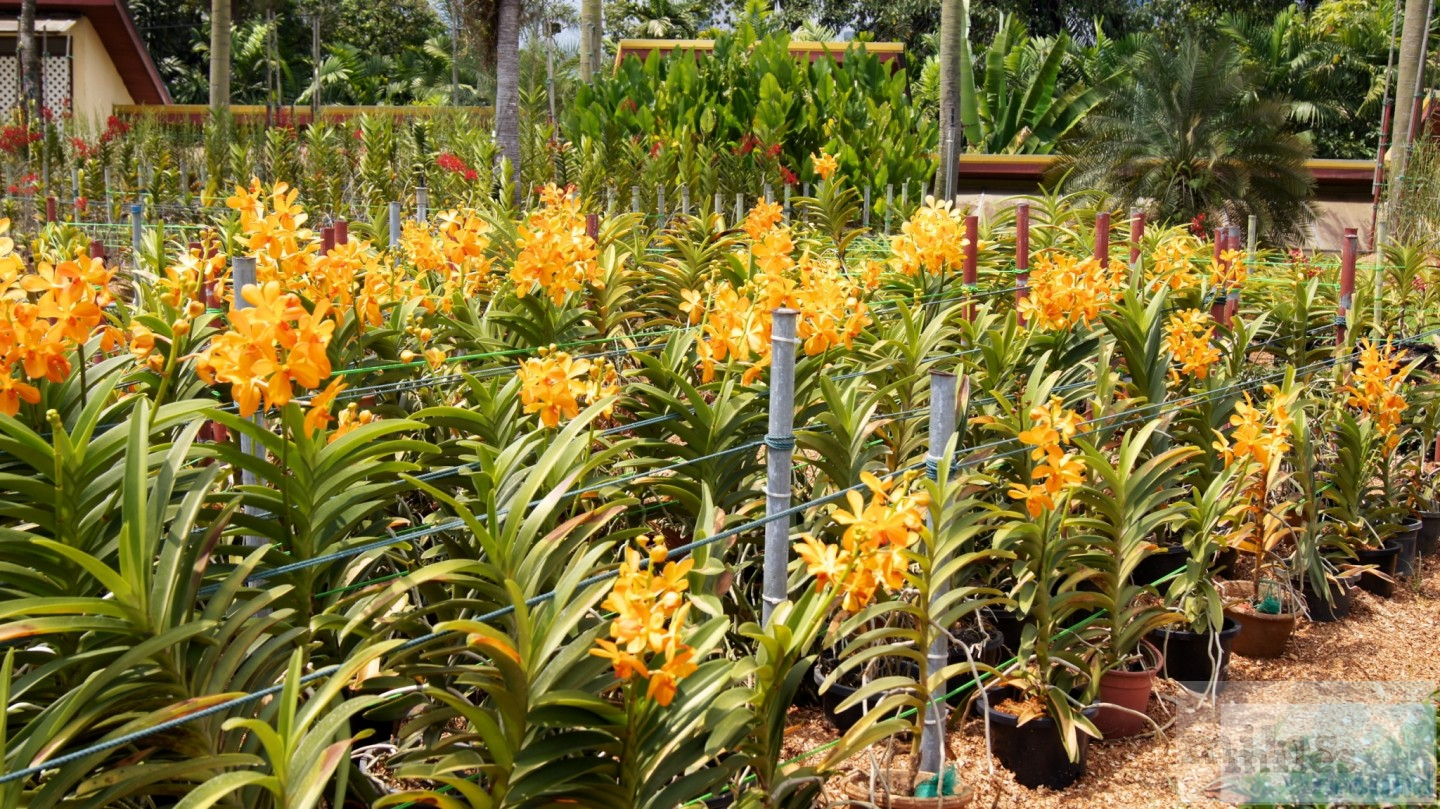 Kuala Lumpur - Orchideengarten (Taman Orkid)