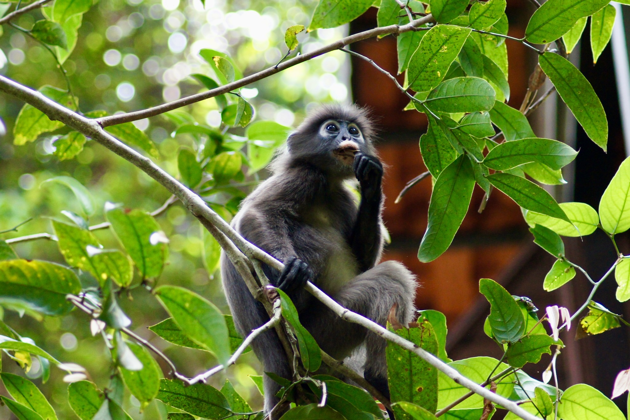 Brillenlangur