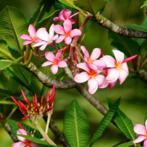 Frangipani - Gardens by the Bay