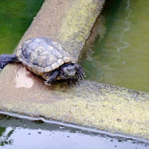 kleine Schildkröte