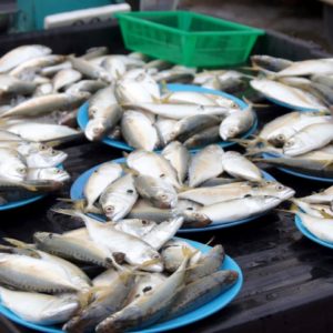 lecker Fisch - Night Market in Cenang