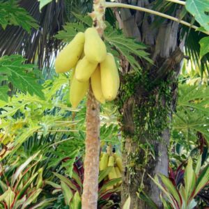 Papaya - Gardens by the Bay