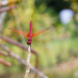 rote Libelle - Orchideengarten (Taman Orkid)