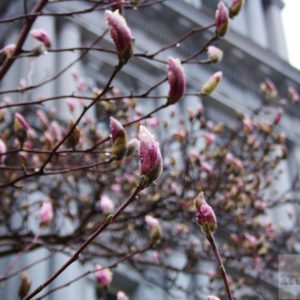 Magnolien Blüte Washington