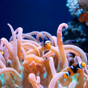 Da ist doch Nemo ...