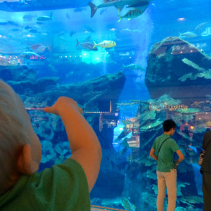 Aquarium in der Dubai Mall