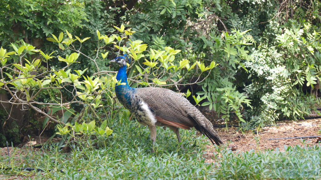 Pfau in einem Park von Dubai