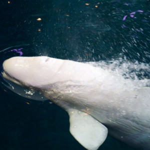 Belugawal beim auftauchen