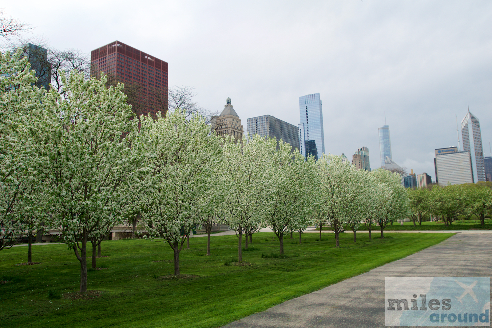 Kirschblüte in Chicago