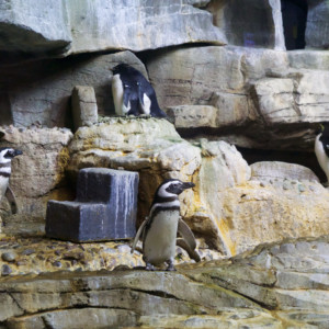 Pinguine im Shedd Aquarium