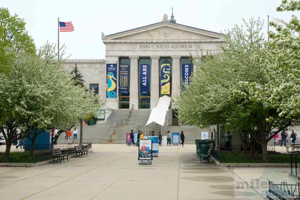 Shedd Aquarium