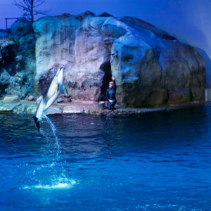 Show im Abbott Oceanarium