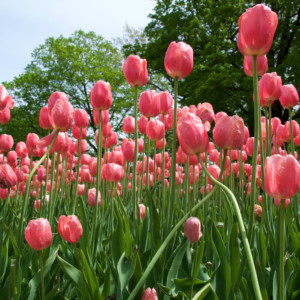 Tulpen Festival in Holland