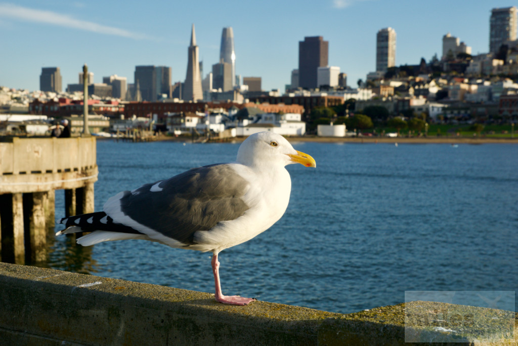 Aussicht vom Municipal Pier auf San Francisco