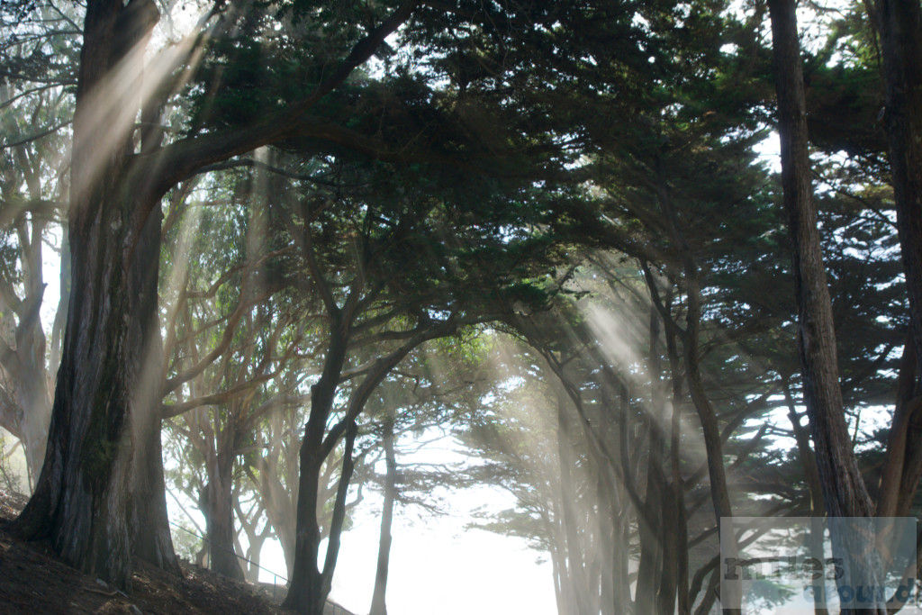 Lichtspiel im Nebel von Fort Mason