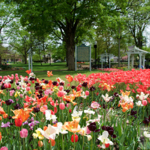 Tulpen Festival in Holland