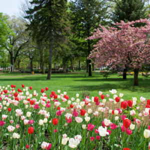 Tulpen im Centennial Park