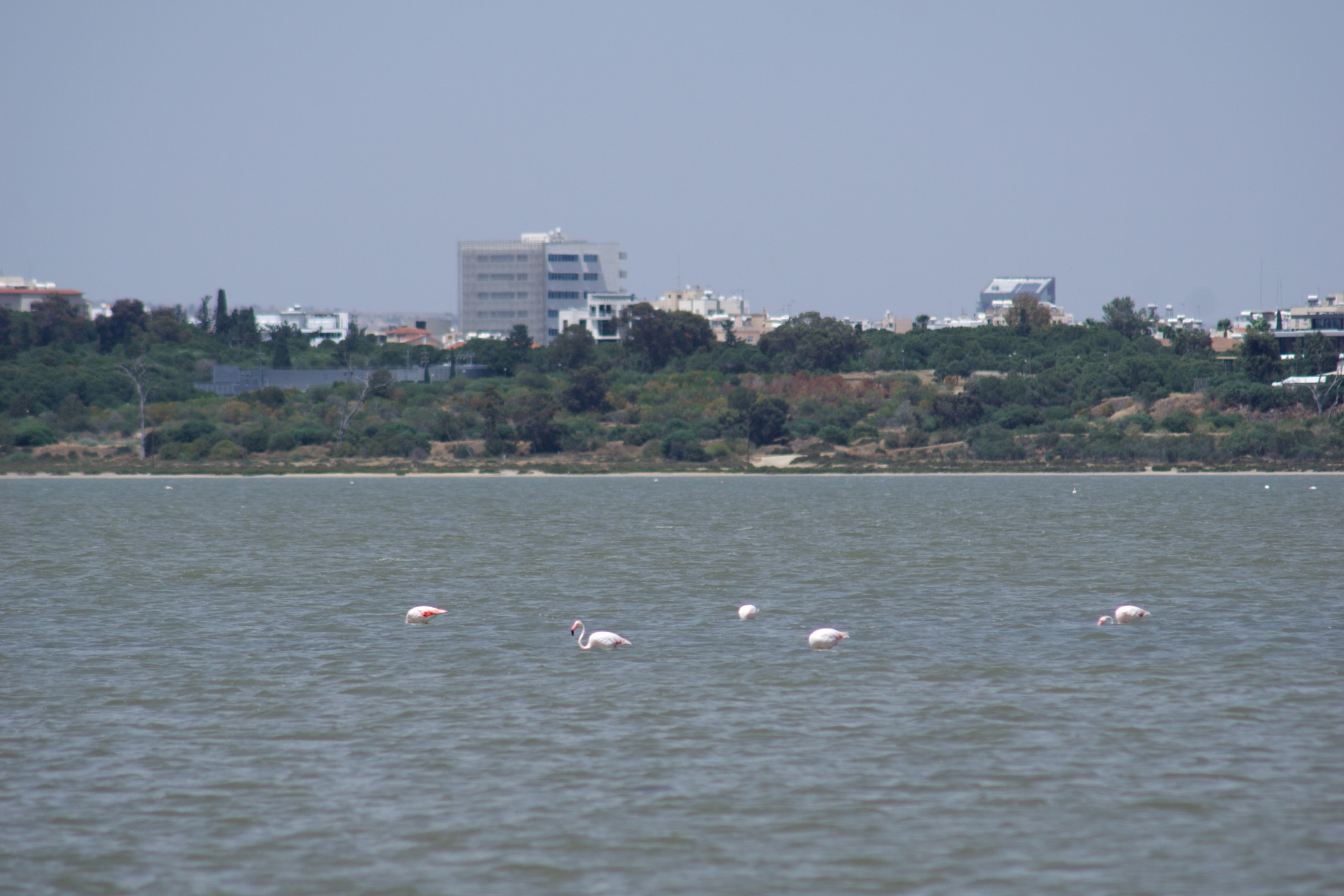 Flamingos im Salzsee bei Larnaca