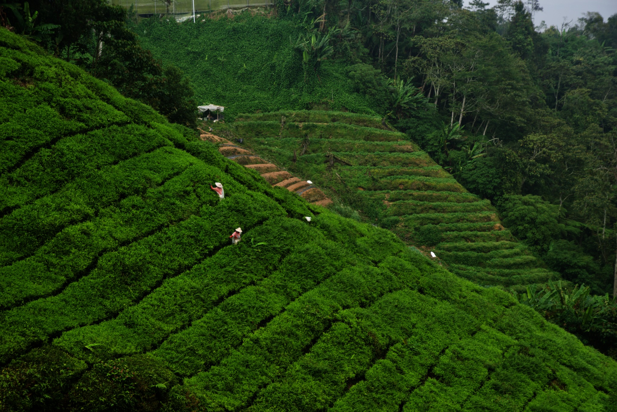 Arbeiter auf einer Teeplantage in den Cameron Highlands