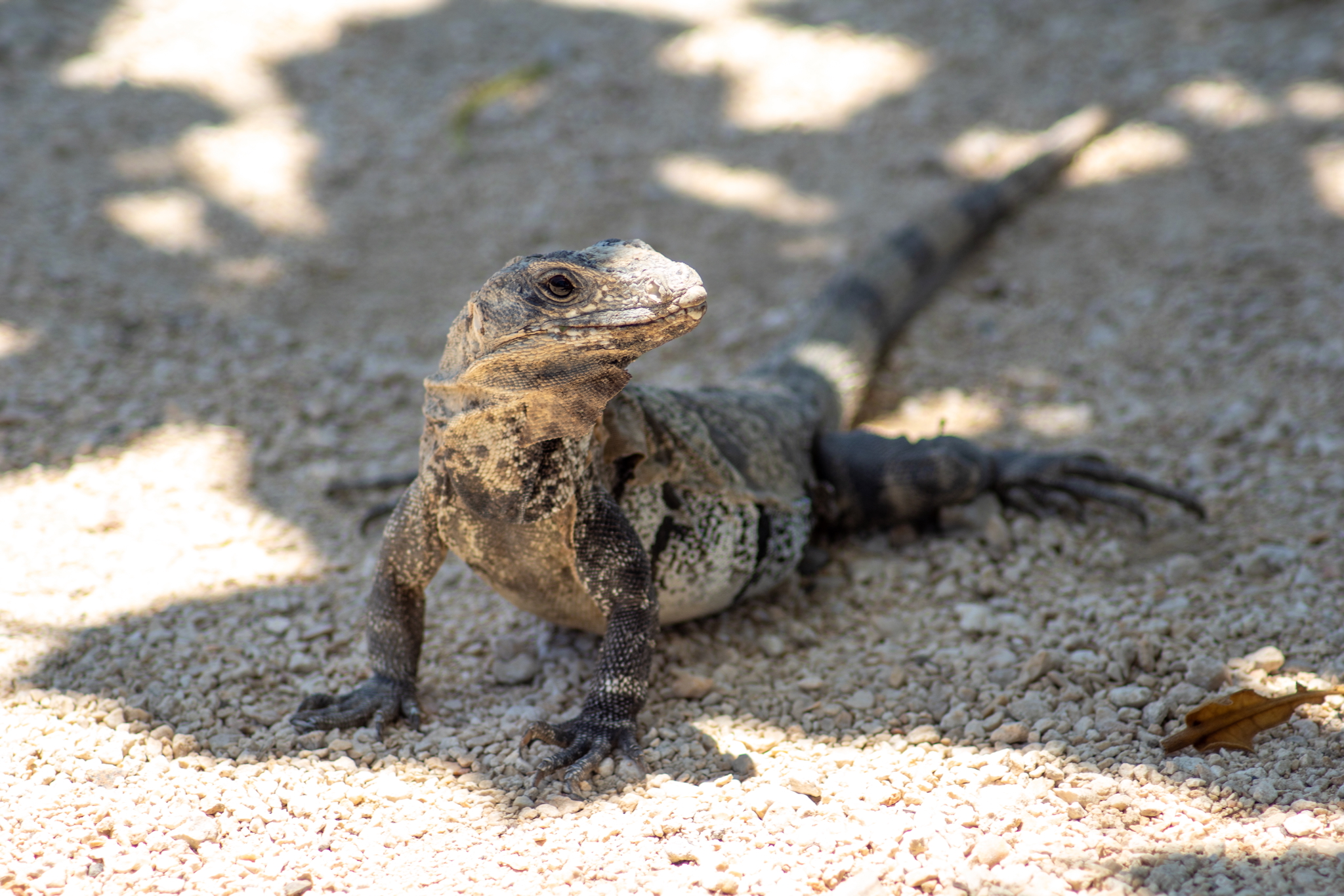 Yucatán Mexiko – unsere Highlights und Tipps für eine unvergessliche Rundreise 23 Leguan