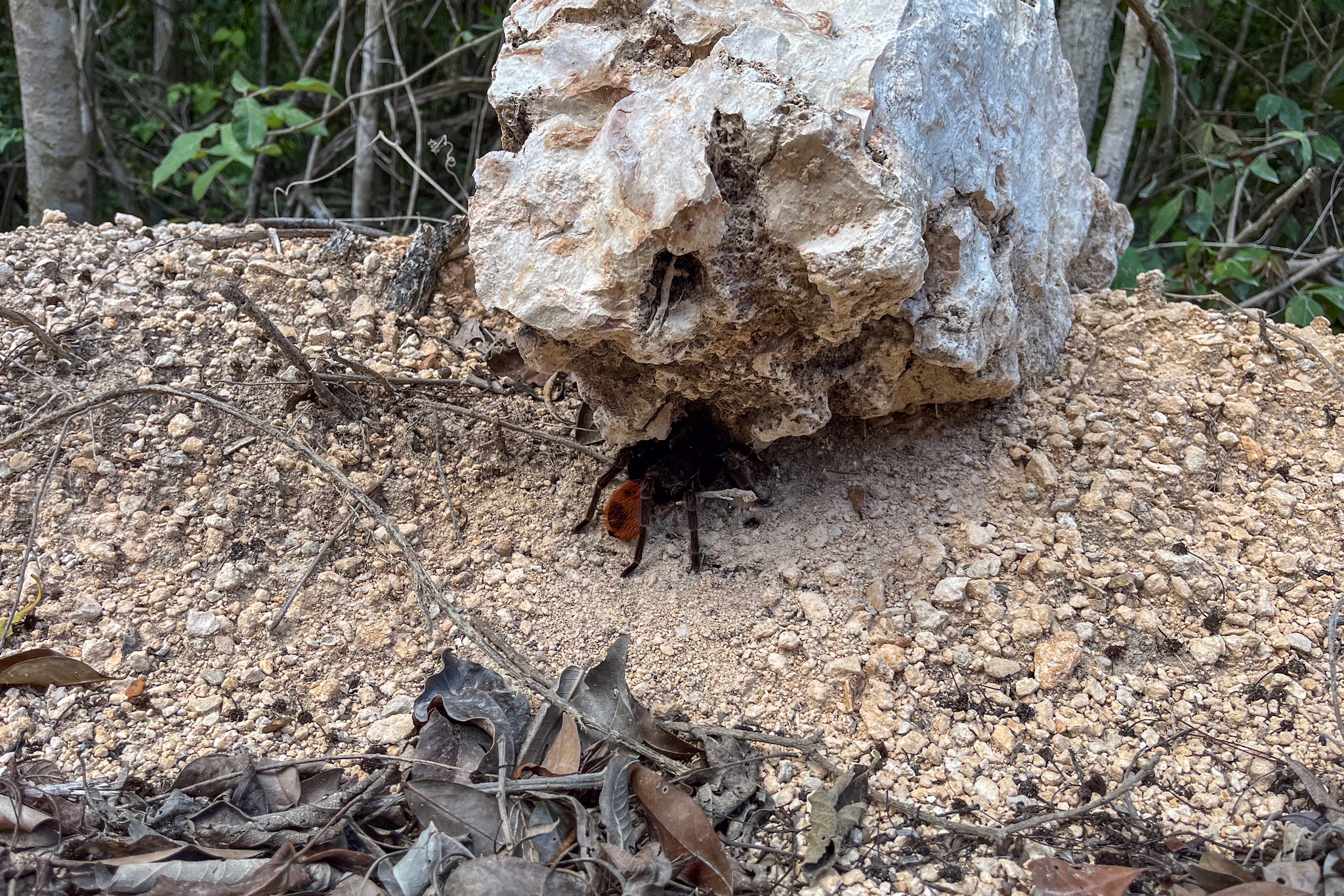 Yucatán Mexiko – unsere Highlights und Tipps für eine unvergessliche Rundreise 37 Tarantel am Wegesrand